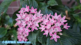 Pentas lanceolata／Egyptian starcluster 繁星花。五星花 mhp3147 apr2022 [upl. by Airbmak]