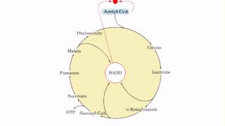 Regulation of citric acid cycle [upl. by Odab854]