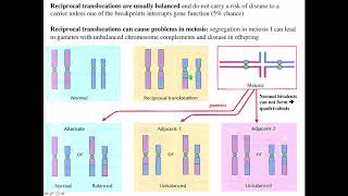 Cytogenetics II Chromosome Translocations [upl. by Fiedling]