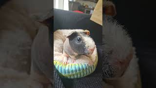 I love my skinny pig so much skinnyguineapigs skinnypig [upl. by Aneed]