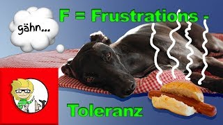 F  Frustrationstoleranz beim Hund  die besten Übungen für den Alltag [upl. by Arihsat]