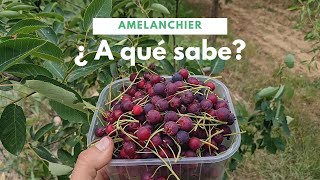 ¿ A qué sabe el fruto de un Amelanchier [upl. by Enorej]