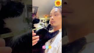 Funny cat healing animals healingpaws funnypet funny caninehealing pets [upl. by Mischa]