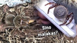 Goliath birdeater tarantula X Oreo trapdoor spider detailed update [upl. by Rie]