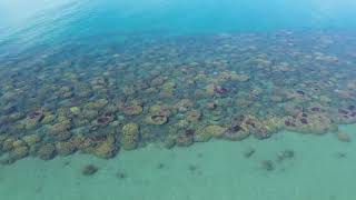 Hervey Bay Drone Footage Coral Reef Eagle Rays and a Sea Turtle [upl. by Eniawtna]