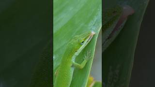 Green Anole laps up morning dew [upl. by Ackerman]