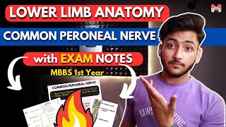 Lower Limb Anatomy Common Peroneal Nerve  MBBS 1st Year  Full Explanation with Notes  MBBS World [upl. by Yann]