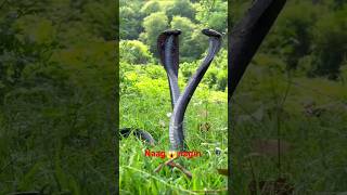 Naag nagin  snake  saamp shorts naagin naag snake viral trending ytshorts wildlife [upl. by Irtimid]