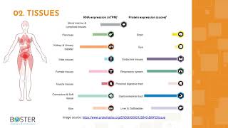 Learn BMP2 in 3 minutes  Bone morphogenetic protein 2 [upl. by Tirrej]