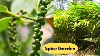 Spices Herbal Garden in KumilySpice Garden VisitKumily Farm Farm in Kumily Kerala [upl. by Ayin979]