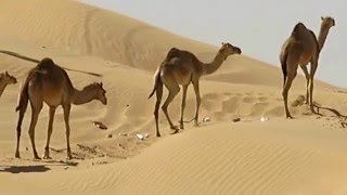 Camels in Fujairah Desert  UAE [upl. by Ferris]