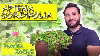 APTENIA Cordifolia  pianta FACILE succulenta RICADENTE con FIORI [upl. by Letnuhs444]