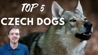 TOP 5 Czech Dog Breeds [upl. by Eniluap716]