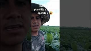 Biendo mi plantilla de tabaco apasitos [upl. by Fredella]