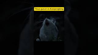 Tikus Gurun vs Kalajengking hewan [upl. by Kemppe234]