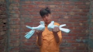 My new pigeons or bakri sale kar di Result agea 🐦🐦🐦🐦🐦 [upl. by Maxentia]