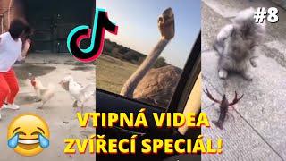 🤣VTIPNÁ VIDEA Zvířecí speciál 😻 kočky psi a ostatní 🐶 Zkus se nesmát Challenge TikTok 2020 8 [upl. by Adnert]