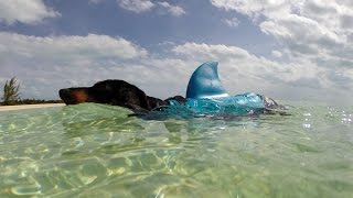 Surprising Jump By A Shark  Shark Week [upl. by Ynnel]