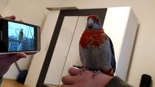 Rosella Parrot Sing With Phone [upl. by Denis]