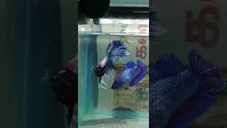 Betta fish breeding in tamil bettabreeding [upl. by Aratas964]