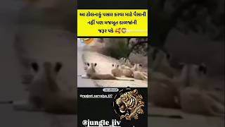 આ ટોલ નાકુ કોણે જોયો છે કમેન્ટમાં જણાવો my Jungle Jiv jungle pantham leopard jigar panther [upl. by Gorman700]