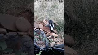 more quot2 baby skunksquot being cute wildlife skunk babyanimals skunked shortvideo [upl. by Atteuqram]