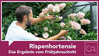 Rispenhortensie – Das Ergebnis vom Frühjahrsschnitt [upl. by Naillil889]