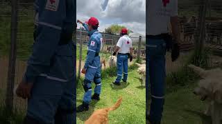 Entrega de donación de comida para perros y gatos [upl. by Murdoch606]