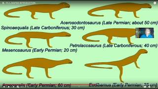 fossil diapsids [upl. by Hannavahs627]