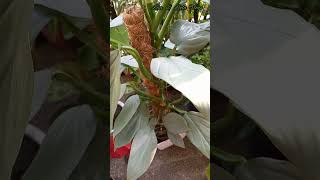 PHILODENDRON HASTATUM  HOLLAND PHILODENDRON SILVER SWORD shorts  Leia amp Leila Vlogs [upl. by Schwerin]