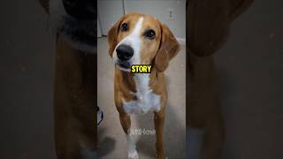 American Foxhound Dog Amazing Facts shorts ytshorts youtubeshorts trending dog [upl. by Kolk]