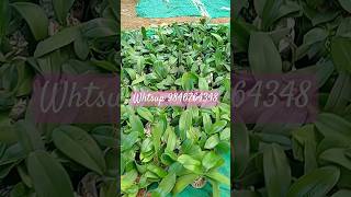 Phalaenopsis blooming stage plants 450cc [upl. by Ainigriv548]