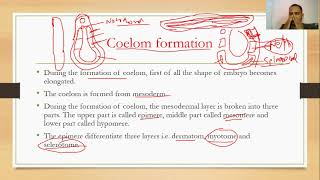 coelom formation in frog [upl. by Ridley352]