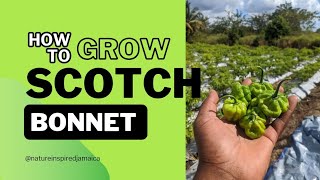 Scotch Bonnet Peppers Success Story Our guide to growing Scotch Bonnet Peppers in Jamaica [upl. by Moss]