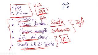 252 Primary Immunodeficiencies  XL Agammaglobulinemia [upl. by Eiduj]