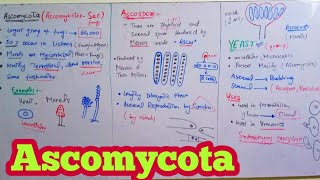 Ascomycota  Ascomycetes SacFungi  Biology 11th  Chapter 8 Fungi [upl. by Daisie]