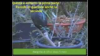 bonsai di ulivo  distacco margotta di olivo parte 1 [upl. by Kinzer]