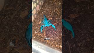 How Long A Scorpion Hold Its Breath🦂 shorts youtubeshorts viralshorts facts amazingfacts [upl. by Nnylsaj]