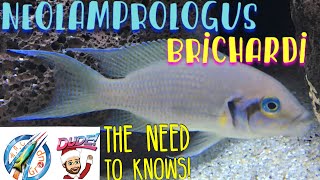 Neolamprologus Brichardi profile [upl. by Cacka]