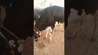 Biggest cowcow bachri views bull bachry animals animalfarming [upl. by Jillene]