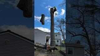 Rigging Chunks to Save the Walkway arborist arboristlife treeservice treecare [upl. by Akehsay57]