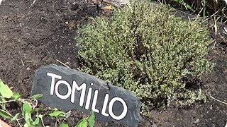 Como Y Porque Plantar Tomillo En El Huerto  La Huertina De Toni [upl. by Dorisa920]