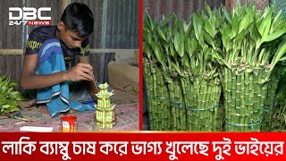 গাইবান্ধায় বানিজ্যিকভাবে চাষ হচ্ছে লাকি ব্যাম্বু  DBC NEWS Special [upl. by Cadman]