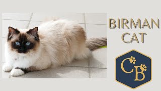 Birman Sacred Birman cat 😺 In detail [upl. by Enaoj]