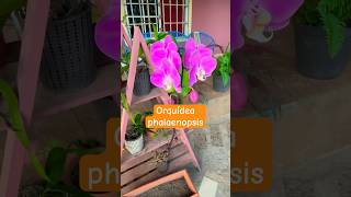 COMO cuidar tus ORQUÍDEAS PHALAENOPSIS guía para principiantes plantas flores floresnaturales [upl. by Hortensia]