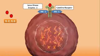 Xeljanz Tofacitinib  JAK Inhibitor  Pharmacology Mechanism of Action How Xeljanz works [upl. by Marie-Jeanne]