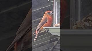 Red Crossbill Bird oregon birds Crossbill [upl. by Ennybor885]