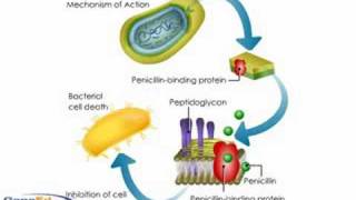 Penicllin mechanism of action [upl. by Blood]