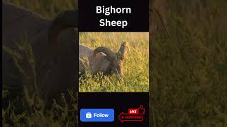 Bighorn Sheep [upl. by Aivon]