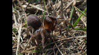 Atypus affinis  the Purse Web Spider [upl. by Oinigih]